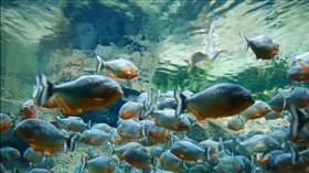 Piranhas