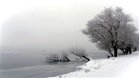 Foggy Morning Snow