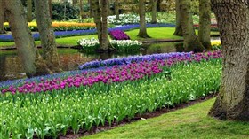 Tulip Garden