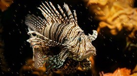 Lion Fish v2