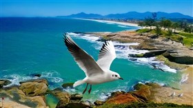 Beach Gull HD