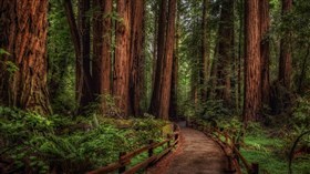 Muir Woods 4K