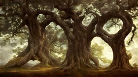 8K Giant Old Oak Trees