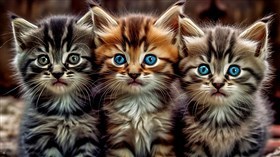 4K 3 Kittens