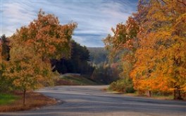 Autumn Roadside