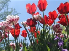 Glowing Tulips