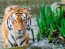 Bengal Tiger in the Water