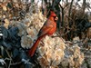 Autumn Cardinal