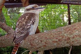 Kookaburra Bird