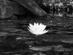 Zu's Lilly