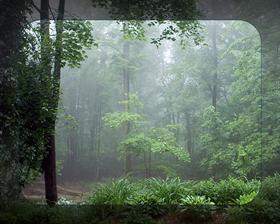 Misty Morning