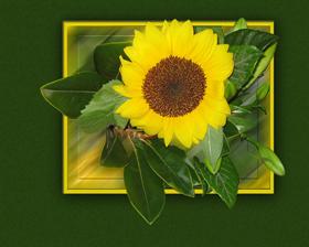 Sunflower  #Summer09