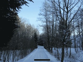 Winter Forrest Cold Blue