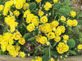 cactus plant