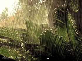 Jungle Rain