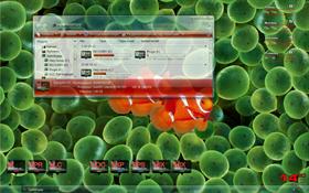 Clown Fish in Vista