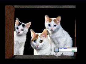 Cute Kittens