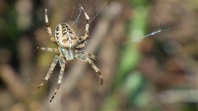 spider
