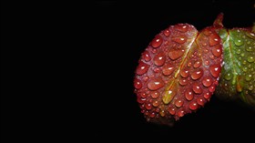 red leaf