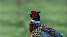Pheasant