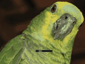 ParrotXP
