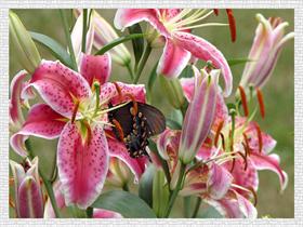 framed lily