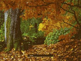 Autumn Colors v2.0