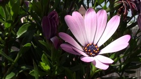Cape marguerite