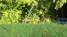 Blade of grass