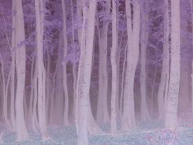 Magical Forest