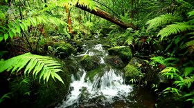 RainForest