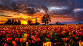 Easter_Tulips