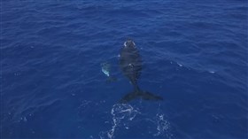 Humpback_Whales