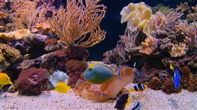 Tropical_Aquarium_2