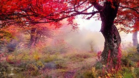 Gorgeous Autumn Forest