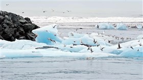 The Sea Birds