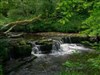 Nice Little Forest Waterfall