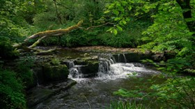 Nice Little Forest Waterfall