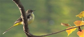 Grey Wagtail