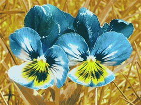Viola tricolor