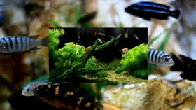 Aquarium P.I.P.