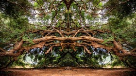 Rain Treeeee