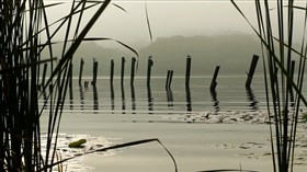 Foggy River