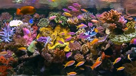 Aquarium 5