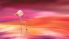 Flamingo