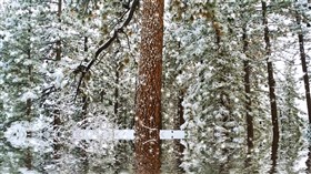 Winter White