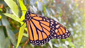 Butterfly on the Wall