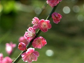 flower beauty