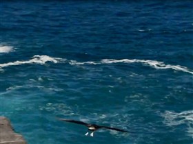 the seagulls fly