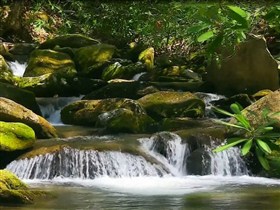 jungle waterfall